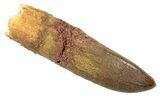 Fossil Sauropod Dinosaur (Titanosaur?) Tooth - Morocco #238733-1